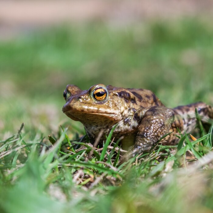 Ampibienschutz - Frösche - Artenschutz Braunfrösche und Laubfrörsche