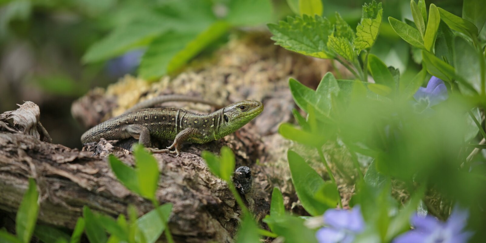 Artenschutz - Eidechsenjungtier