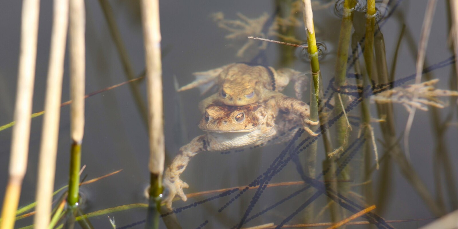 Erdkröten im Wasser - Amphibienschutz