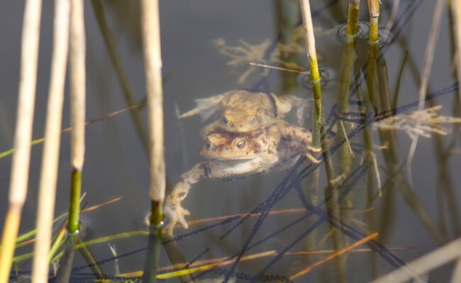 Erdkröten im Wasser - Amphibienschutz