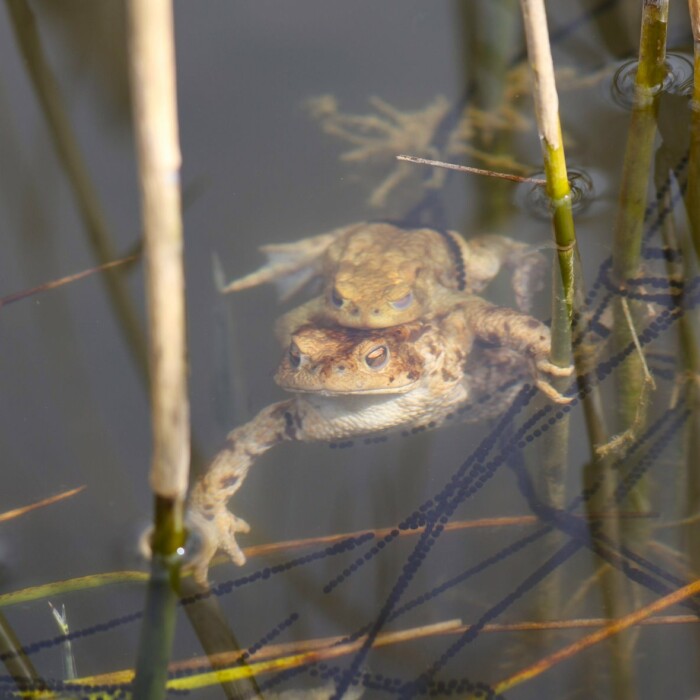 Erdkröten im Wasser - Amphibienschutz