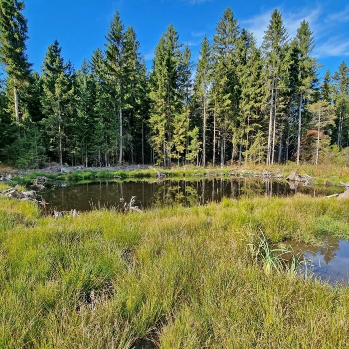 Artenschutz - Gewässer im Wald