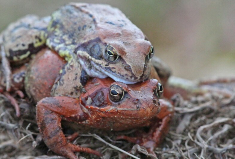 Grasfrösche - Artenschutz