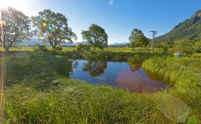 Artenschutz - Stillgewässer