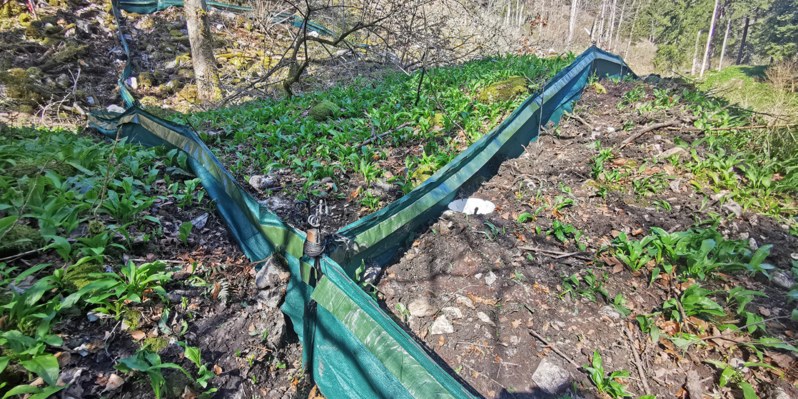 Amphibienzaun - Fangfelder für Amphibien