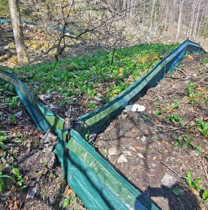 Amphibienzaun - Fangfelder für Amphibien