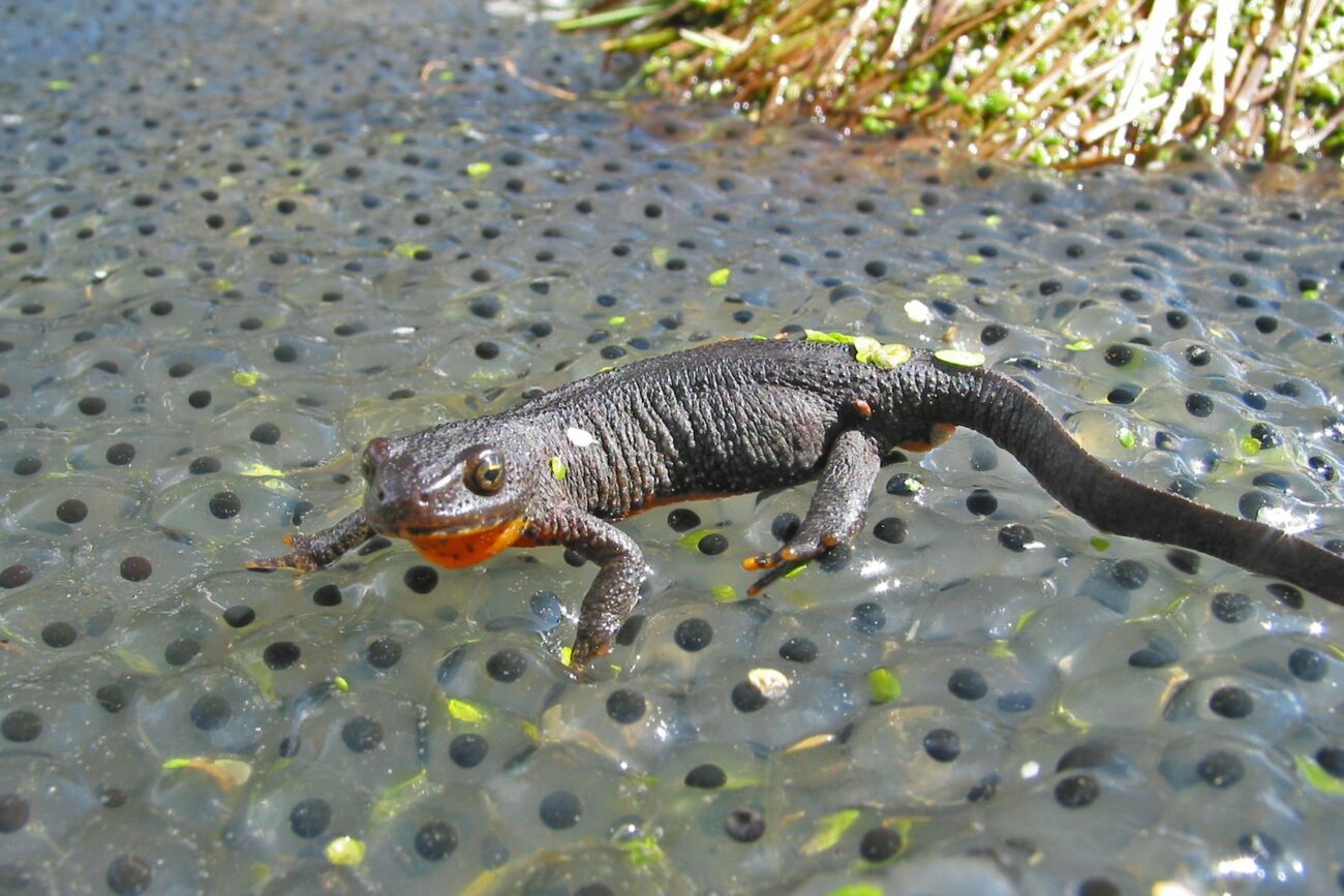 Molche ︎ Sie werden bis zu 11 cm lang