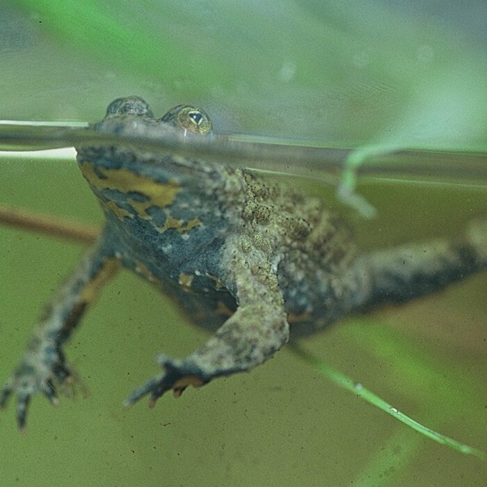 Gelbbauchunke - Amphibienschutz