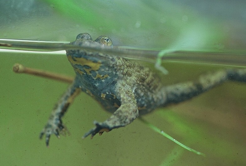Gelbbauchunke - Amphibienschutz
