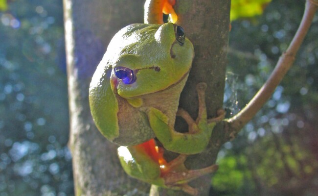 Laubfrosch - Amphibien- und Artenschutz