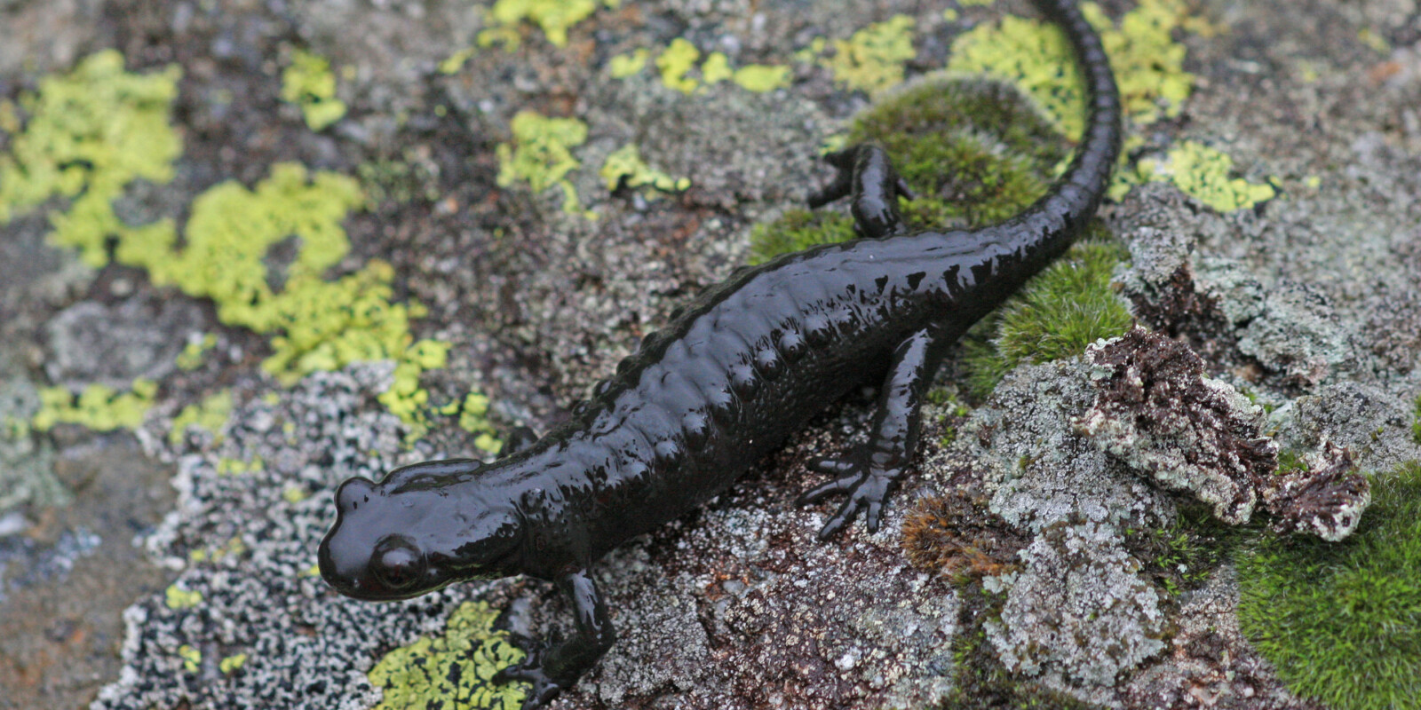 Salamander ︎ ein Salamander wird bis zu 30 cm groß