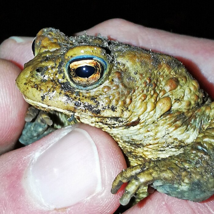 Erdkröten - Amphibienschutz