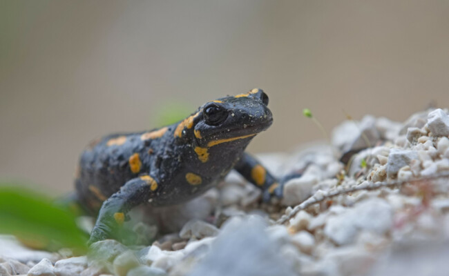 Salamander - Artenschutz