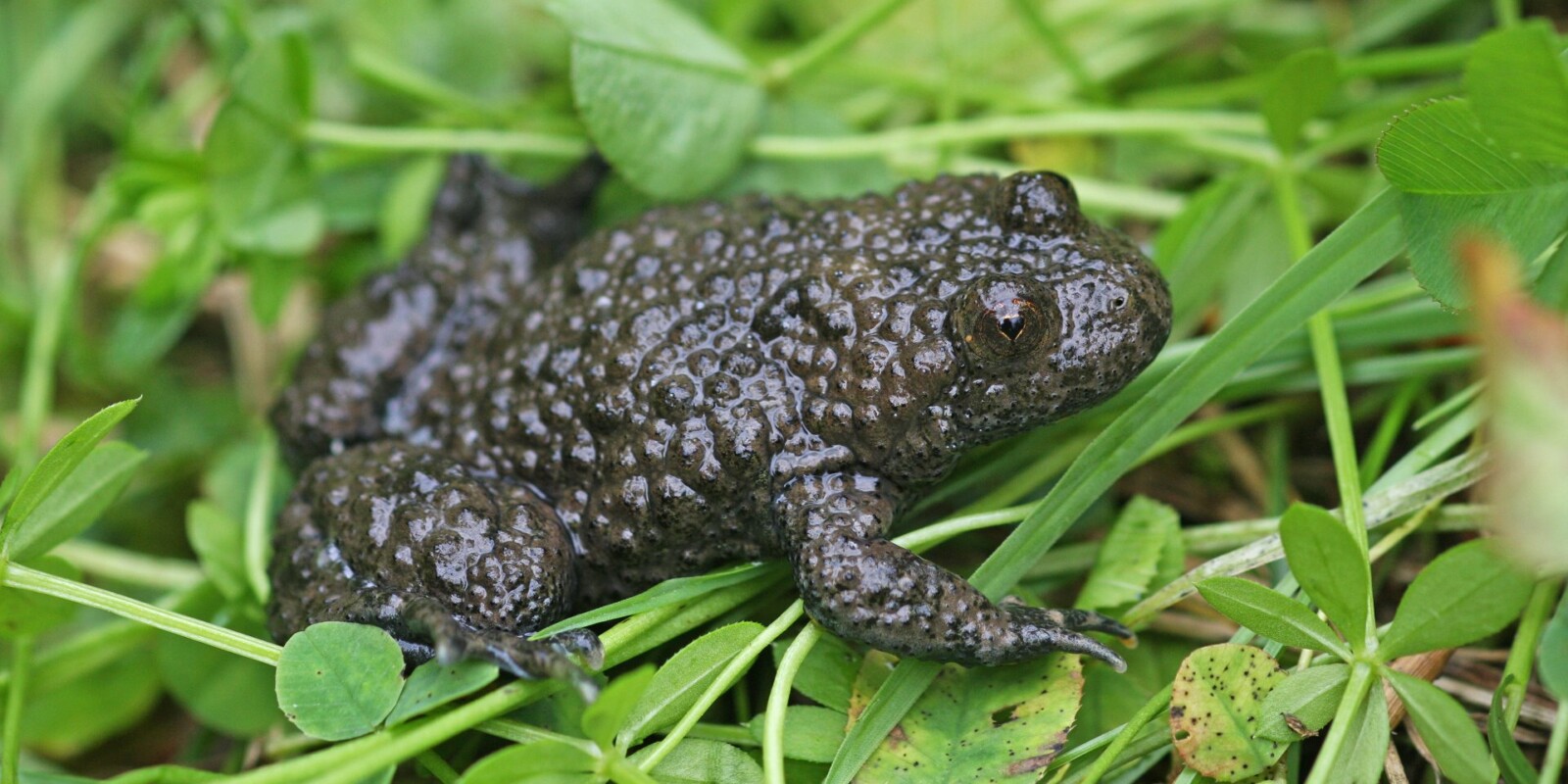 Gelbbauchunke - Amphibienschutz und Artenschutz