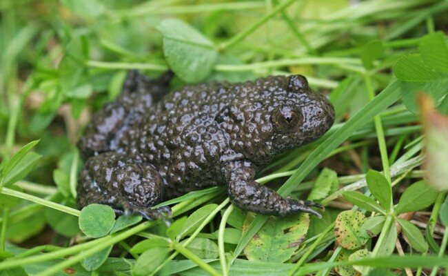 Gelbbauchunke - Amphibienschutz und Artenschutz