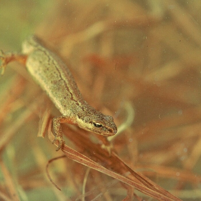 Teichmolch - Amphibien- und Artenschutz